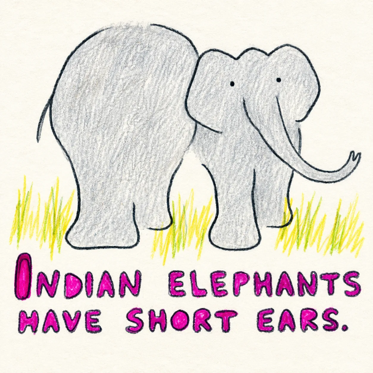 Illustrated page: Indian elephants have short ears.