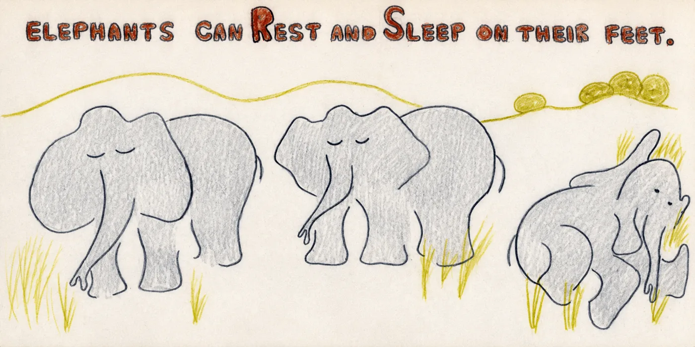 Illustrated page: Elephants can rest and sleep on their feet.