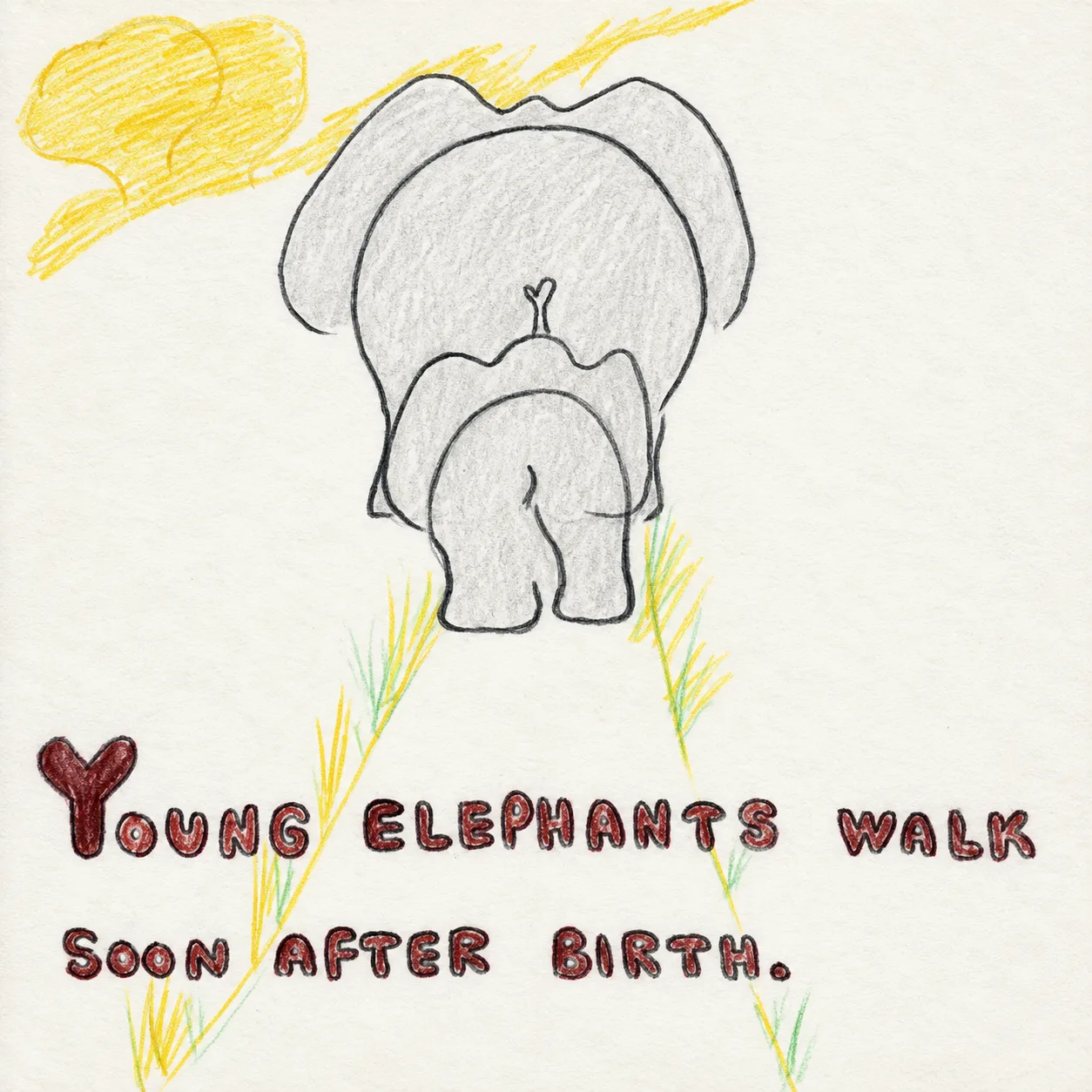 Illustrated page: Young elephants walk soon after birth.