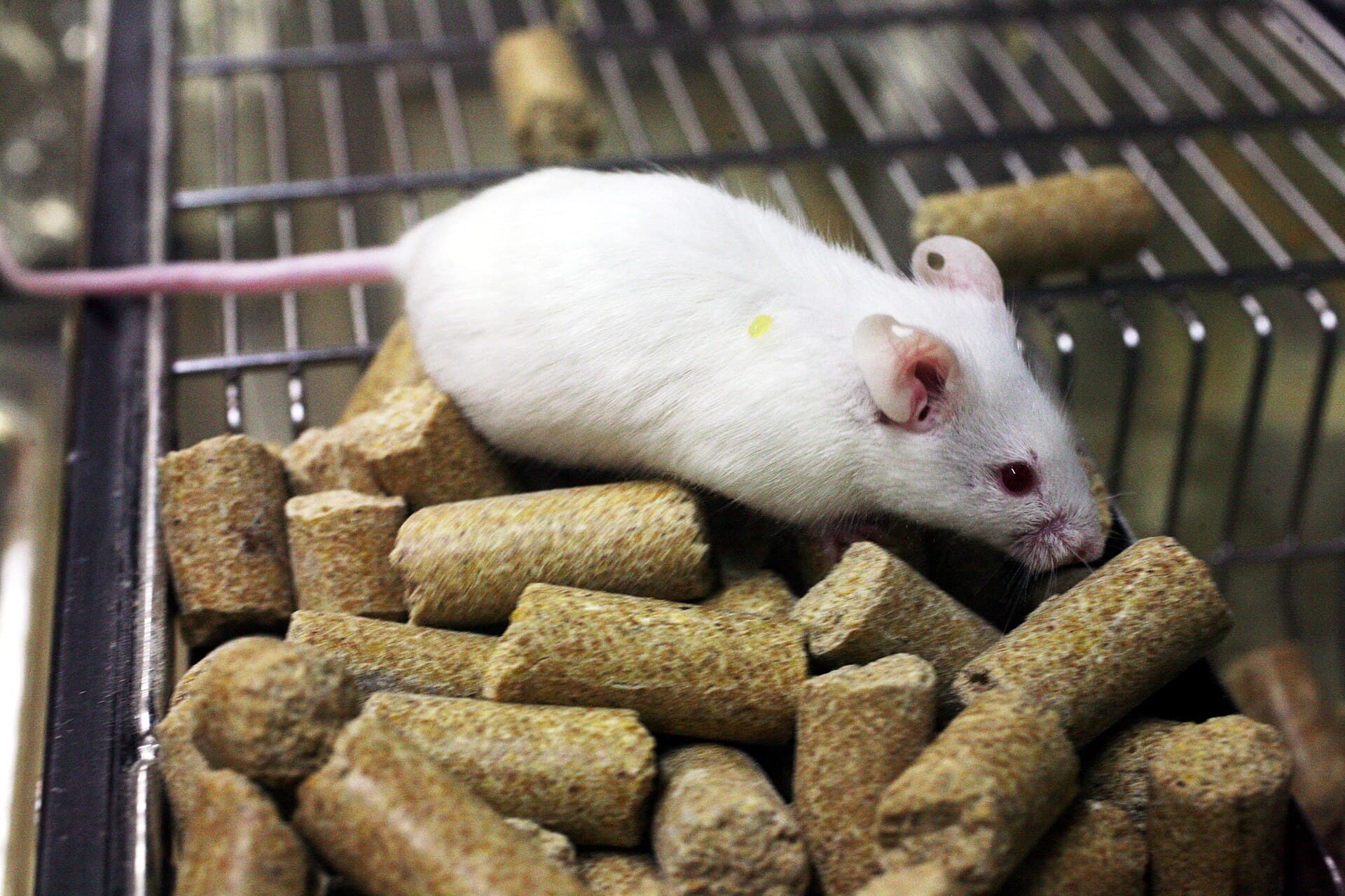 A white laboratory mouse with red eyes climbing over food pellets in a wire-topped cage.