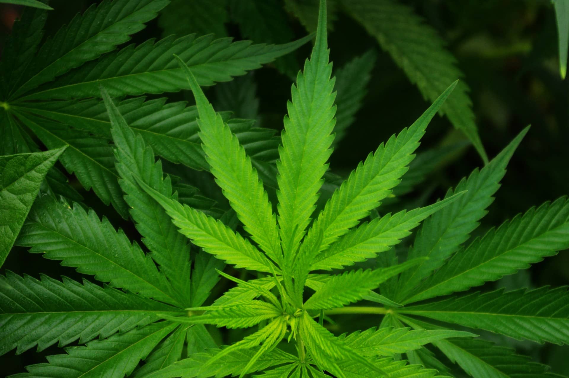 Close view of green leaves of a cannabis plant.