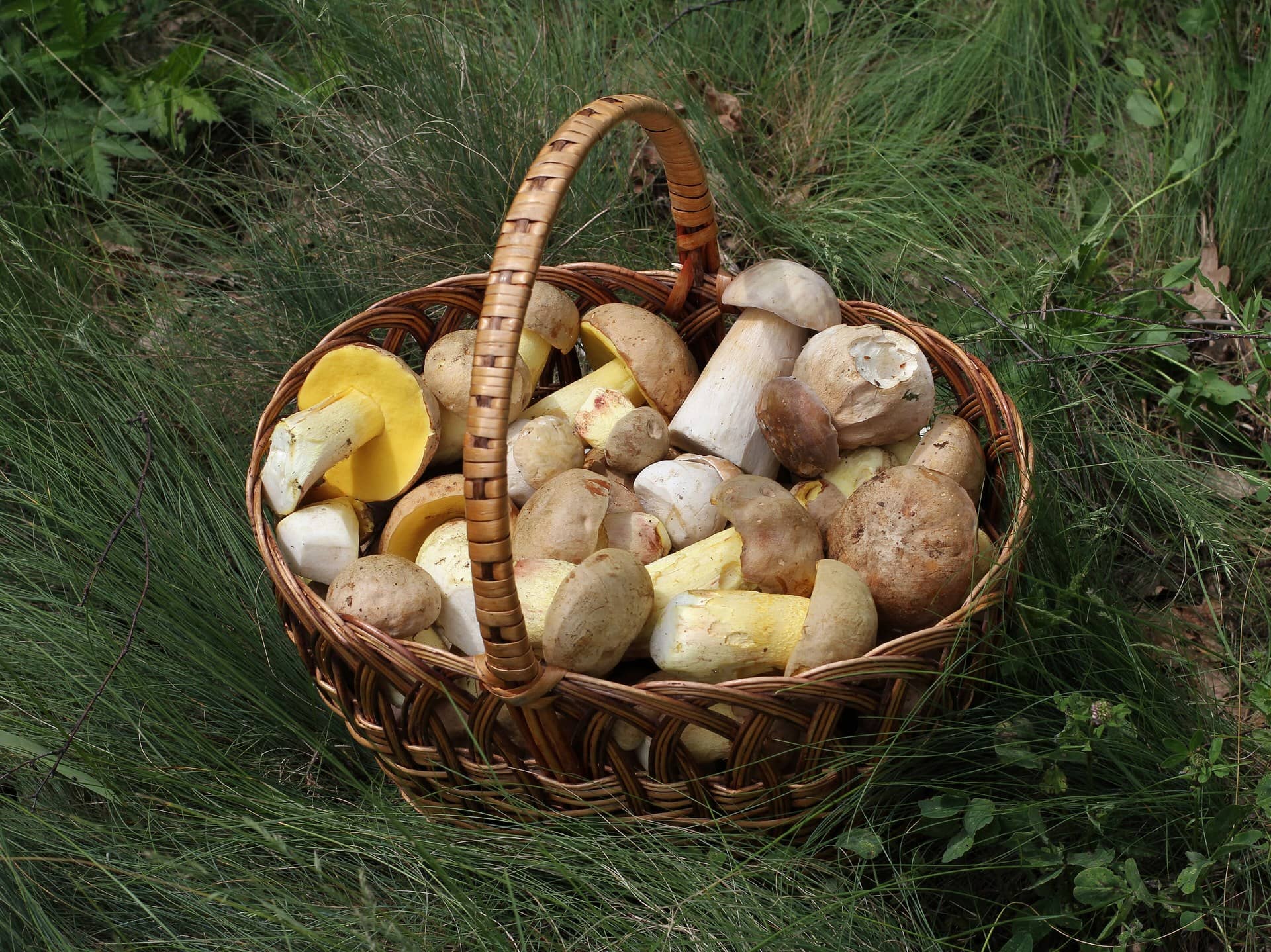 A wicker basket of freshly picked wild mushrooms resting in grass.