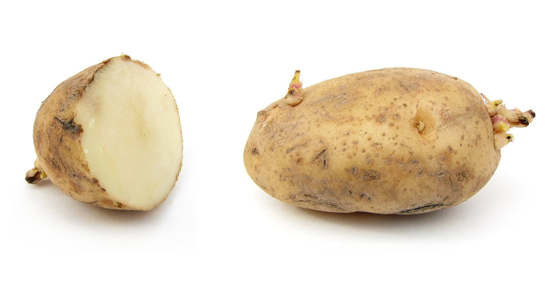 A whole sprouting potato beside a halved potato on a white background.