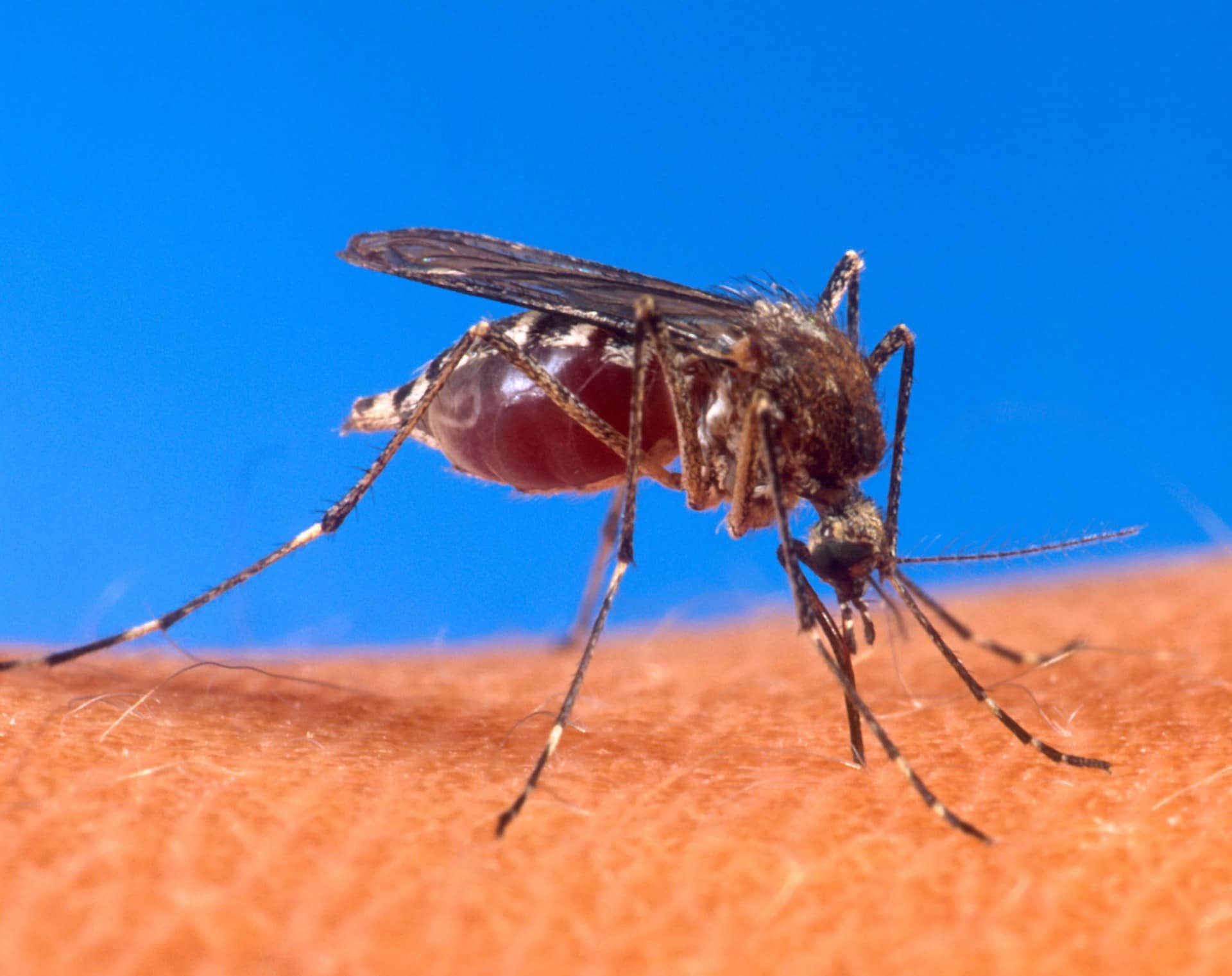 An Aedes aegypti mosquito with a blood-filled abdomen standing on skin against a blue background.