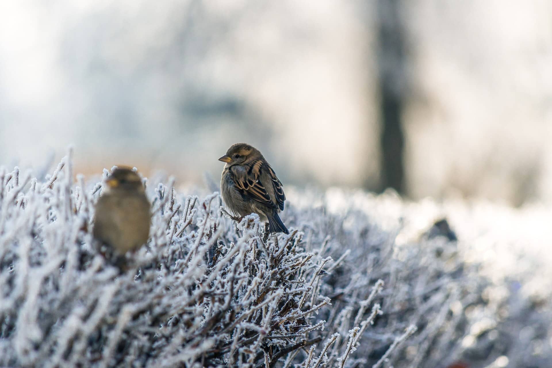Two small birds perched on frost-covered shrubs.
