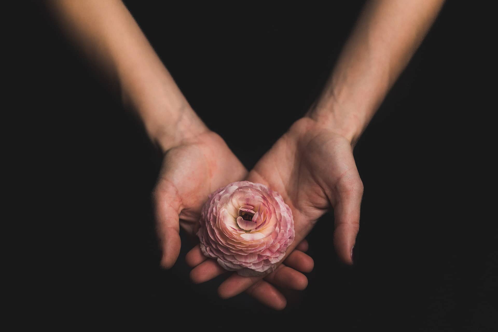 Two open hands holding a pink flower against a dark background.