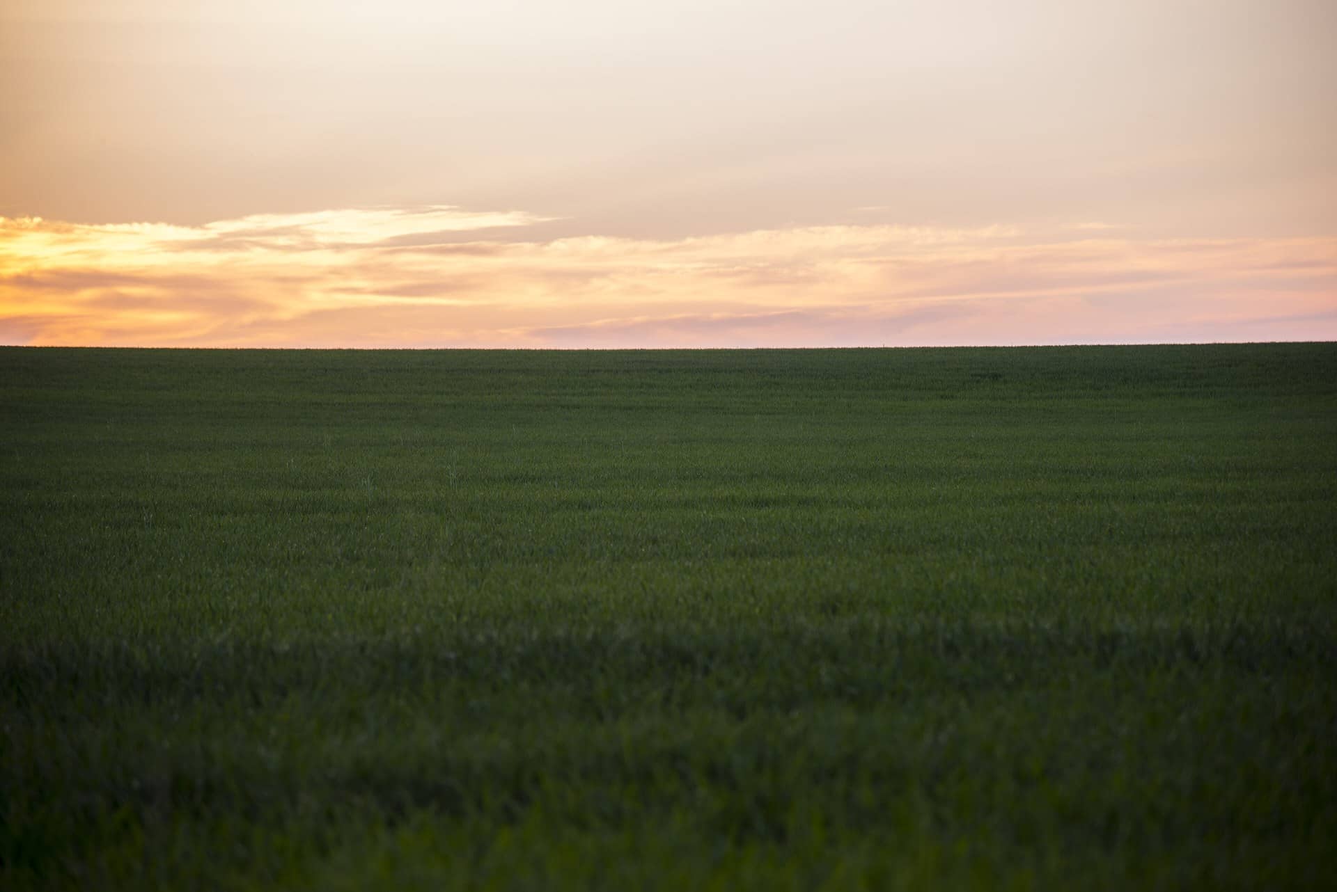 A green field beneath a pale pink and orange sky.