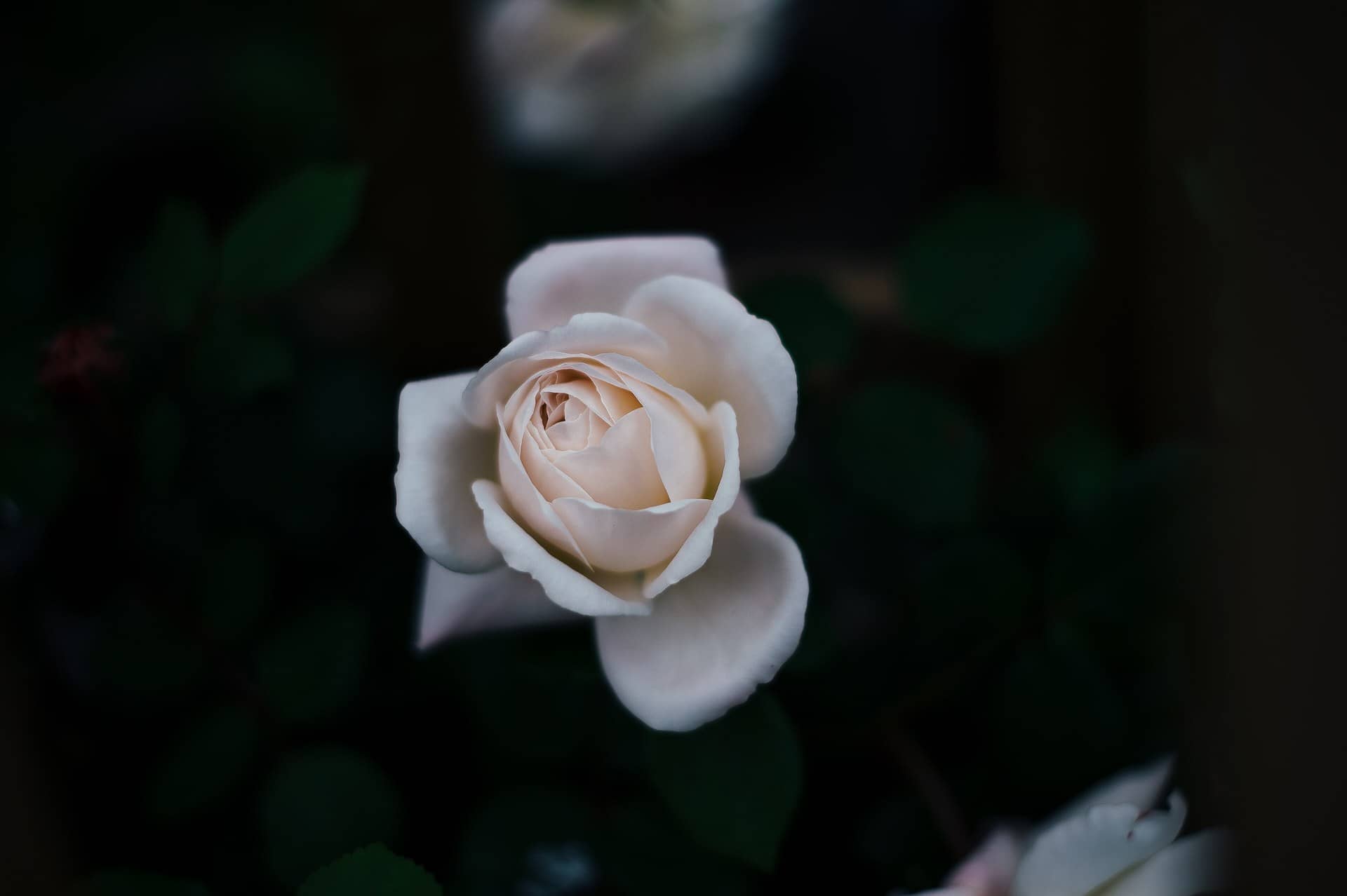 A cream-coloured rose against dark foliage.