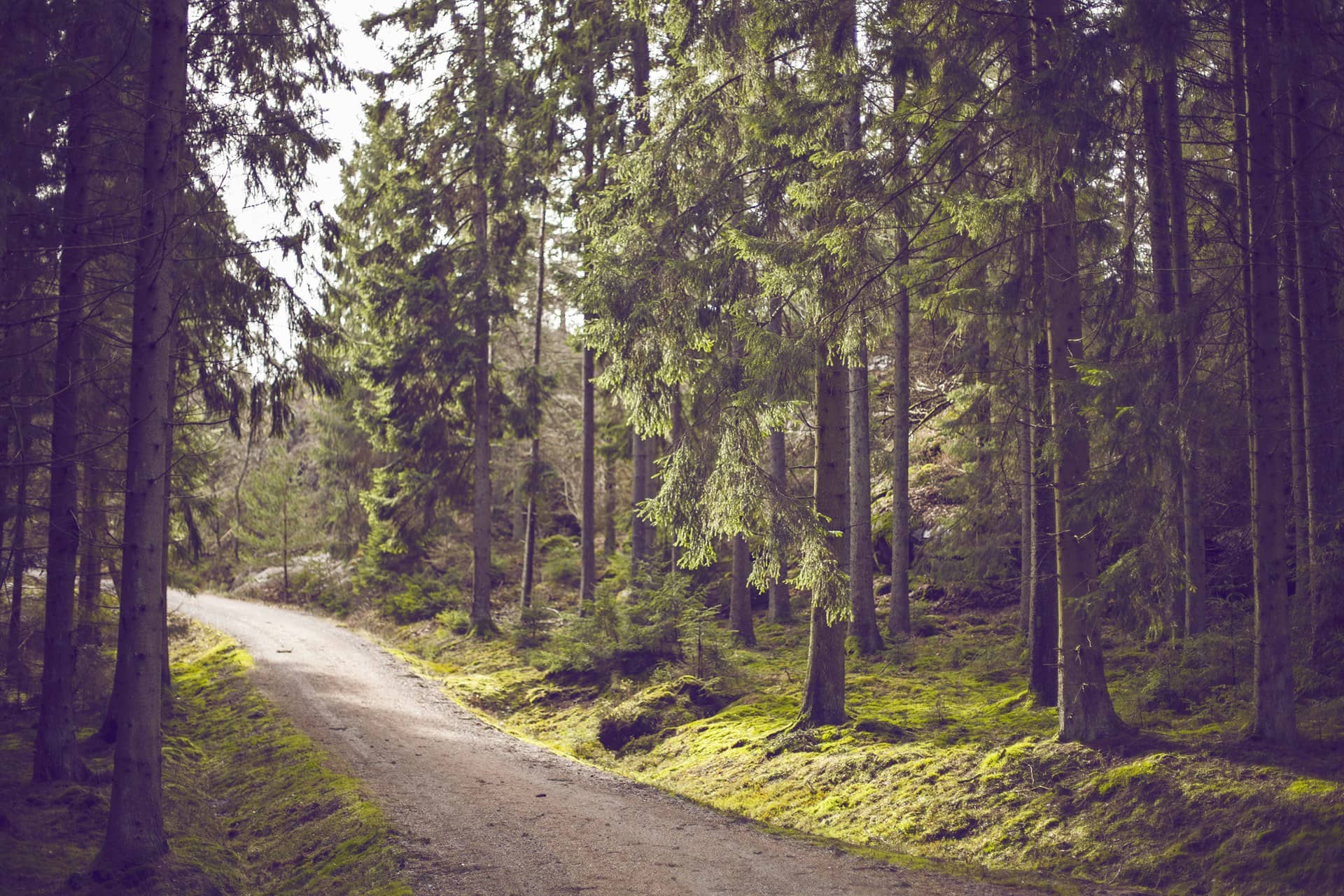 A gravel path through a quiet spruce forest.