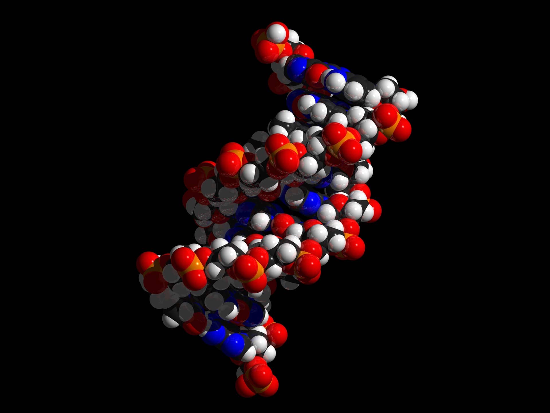 A computer-generated space-filling model of a DNA double helix on black.