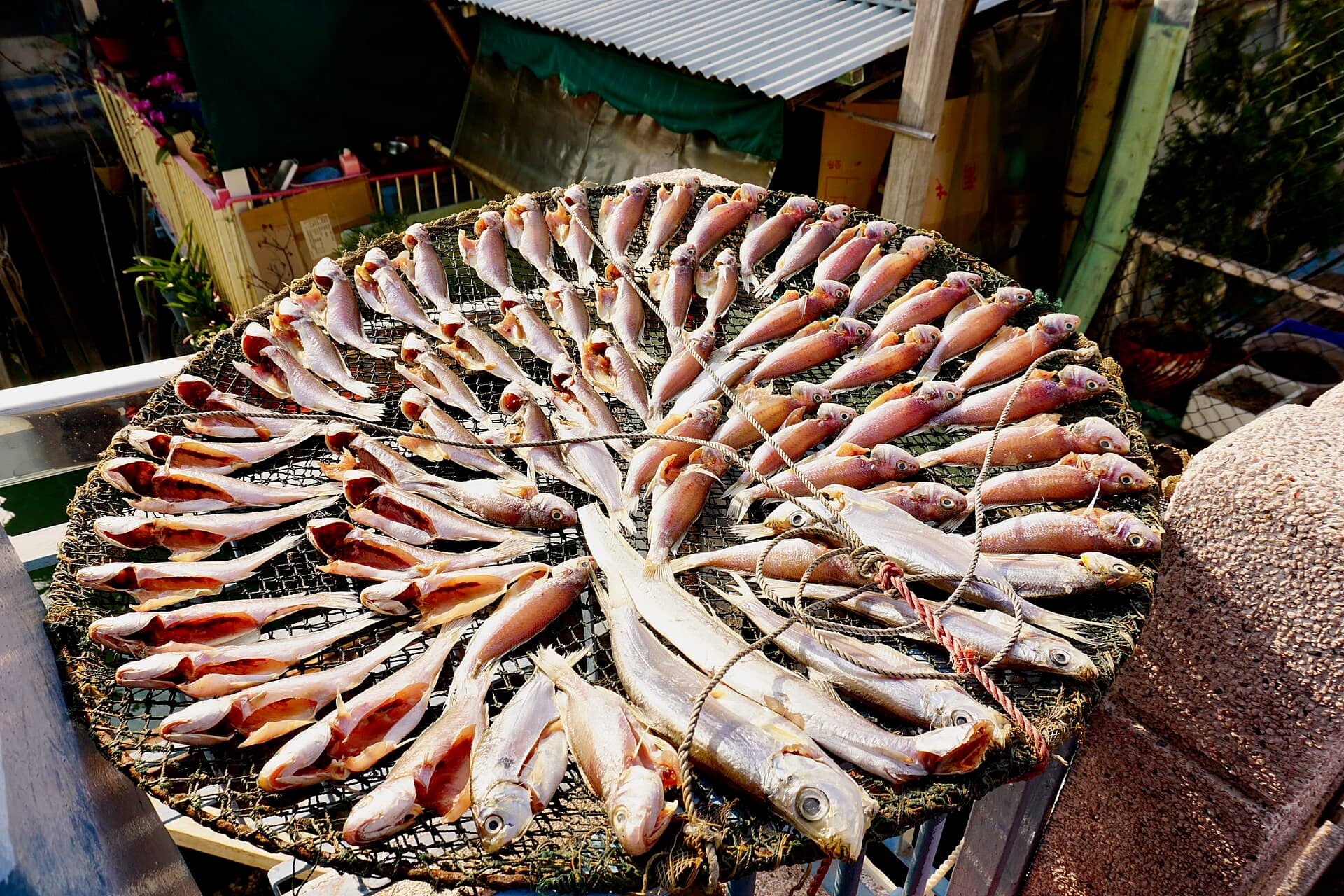 Many split fish arranged in a circle on a round net tray, drying outdoors.
